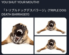 a picture of a dog with its mouth open and a caption that says `` you shut your mouth !! ''