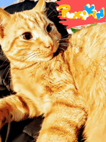 a close up of a cat laying on a bed with a red background that says ' rosy '