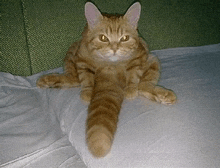 a cat is laying on a pillow on a couch with its legs crossed .