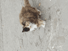 a calico cat laying on a concrete surface with its eyes closed