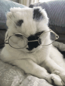 a black and white cat wearing glasses on its face