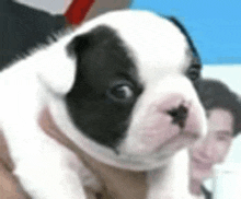 a black and white puppy is being held in someone 's hand .