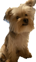 a small brown dog with a white background