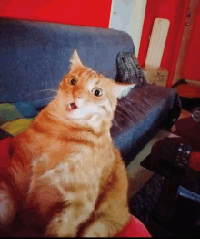 a cat sitting on a blue couch looking at the camera