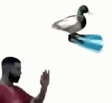 a man is throwing a duck with a blue tail in the air .