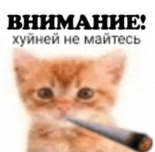 a kitten is holding a cigarette in its mouth and smoking .