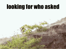 looking for who asked is written above a blurry picture of trees