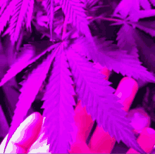 a person is holding a marijuana leaf in their hand with purple lights behind it .