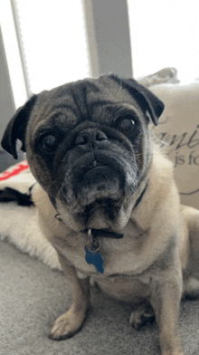 a pug dog with a blue tag around its neck