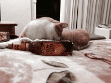 a cat laying on a bed next to a bottle of pepe lopez