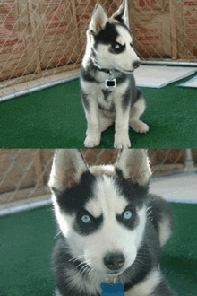 a husky puppy with blue eyes is sitting on a green lawn