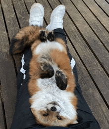 a fox laying on its back on a person 's leg