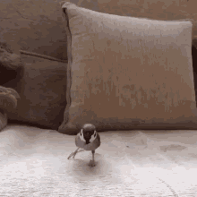 a small bird standing on one leg on a couch next to a pillow