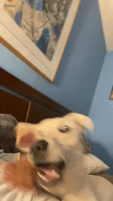 a dog laying on a bed with its mouth wide open