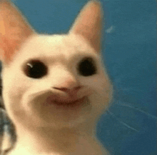 a close up of a white cat making a funny face against a blue background .