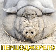 a pig with its eyes closed is laying in the dirt with the words перво джерело above it