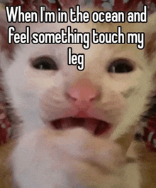 a cat with its mouth open and a caption that says when i 'm in the ocean and feel something touch my leg