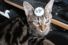 a cat with a sticker on its head that says " leffe "