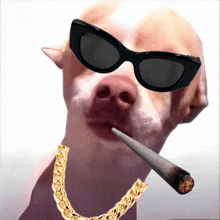 a dog wearing sunglasses and a gold chain is smoking a joint .