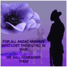 a purple poster with a man and a dog and the words " for all anzac animals who lost their lives in war "