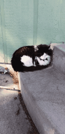 a black and white cat is curled up on a set of concrete steps