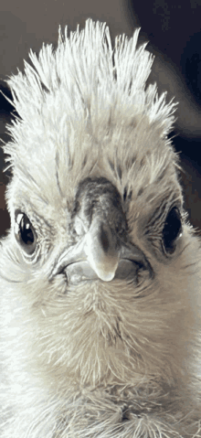 a close up of a white bird 's face with a very long feathered head