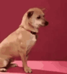 a dog is sitting on a pink surface against a pink background .