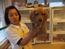 a woman in a yellow apron is holding a small brown puppy