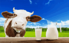 a brown and white cow standing next to a glass of milk and a pitcher of milk