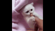 a white kitten is biting a person 's finger while laying under a pink blanket .