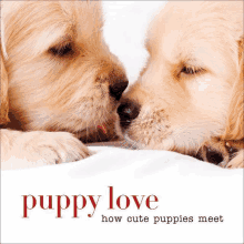 two puppies kissing on the cover of a book that says puppy love