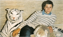 a man sitting next to a stuffed tiger and a stuffed lion