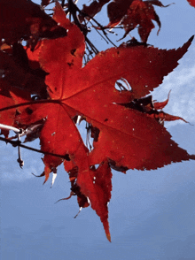 a close up of a red leaf with a blue sky in the background