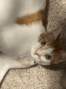 a brown and white cat is laying on its back on a carpet