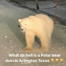 a polar bear is walking down the street in arlington texas .