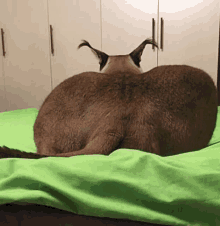 a cat laying on a bed with a green blanket