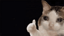 a brown and white cat is giving a thumbs up sign .