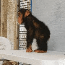 a baby chimpanzee is standing on a white bench .