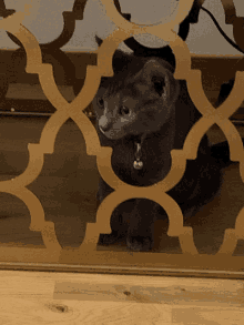 a gray cat with a bell around its neck looks through a fence