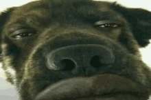 a close up of a dog 's face with a very large nose