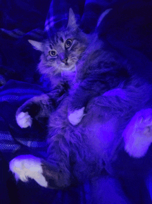 a fluffy cat laying on its back under a blue light