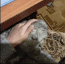 a person is petting a cat on their lap