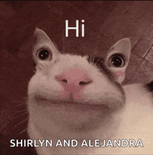 a cat says hi shirlyn and alejandra in front of its face