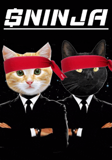 two cats wearing red headbands with the word ninja on the top