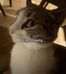 a cat with the words wsg shawty written on its face