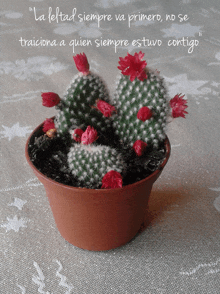 a small potted cactus with red flowers and a quote in the background