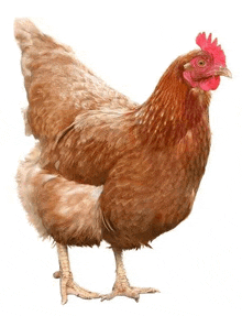 a brown chicken with a red crest is standing on its hind legs on a white background .