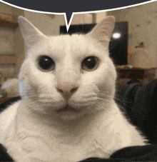 a white cat has a speech bubble above its head