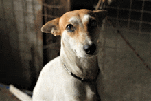 a brown and white dog with a black collar looking at the camera