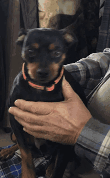 a person is holding a small black dog with a red collar